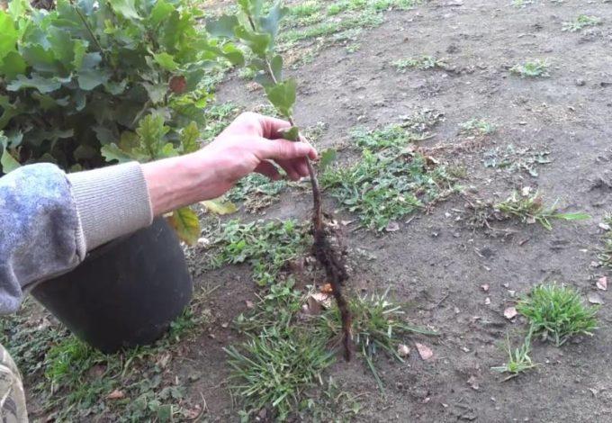 Пів мільйона дубів висадять на Харківщині