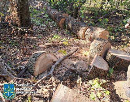 Вісьмом чоловікам повідомили підозру у незаконній порубці дерев