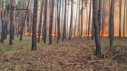На Харківщині тривають масштабні лісові пожежі