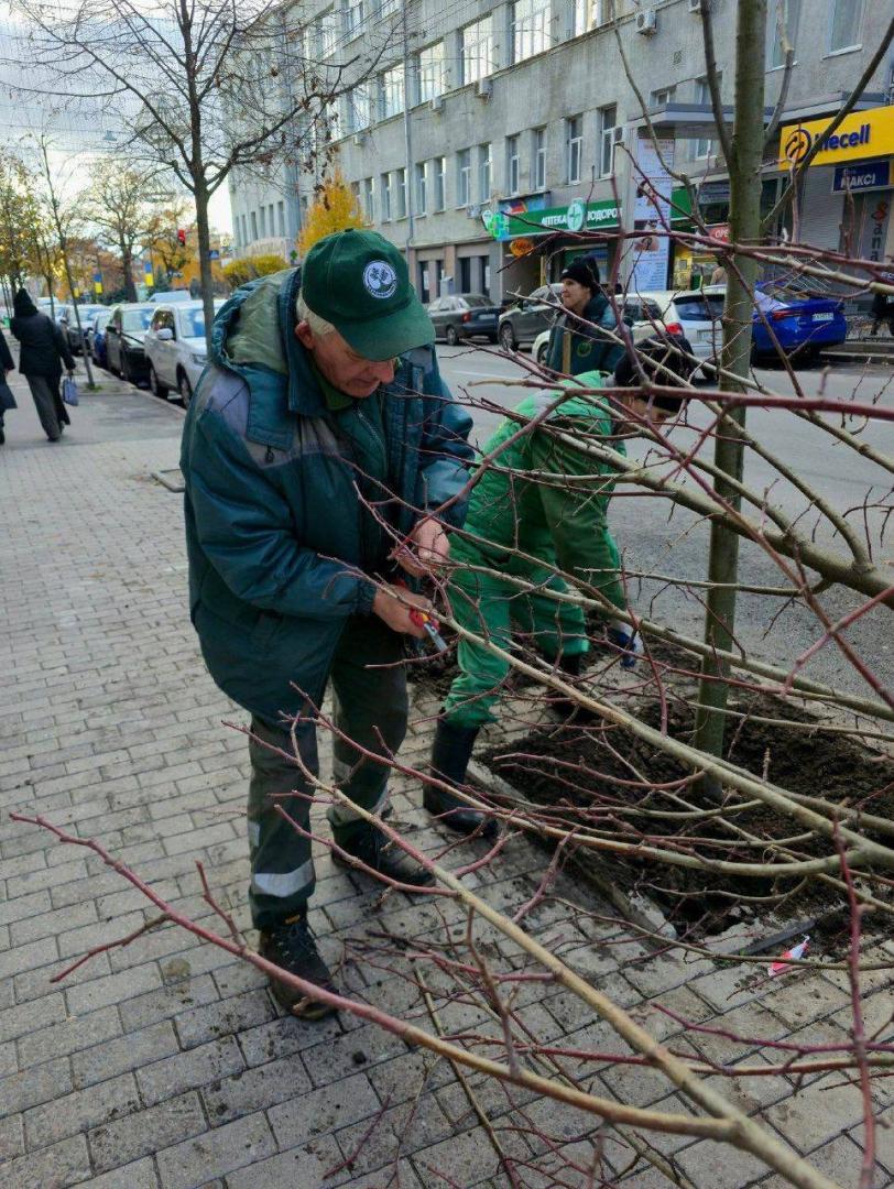Девять лип под «Звездным небом»