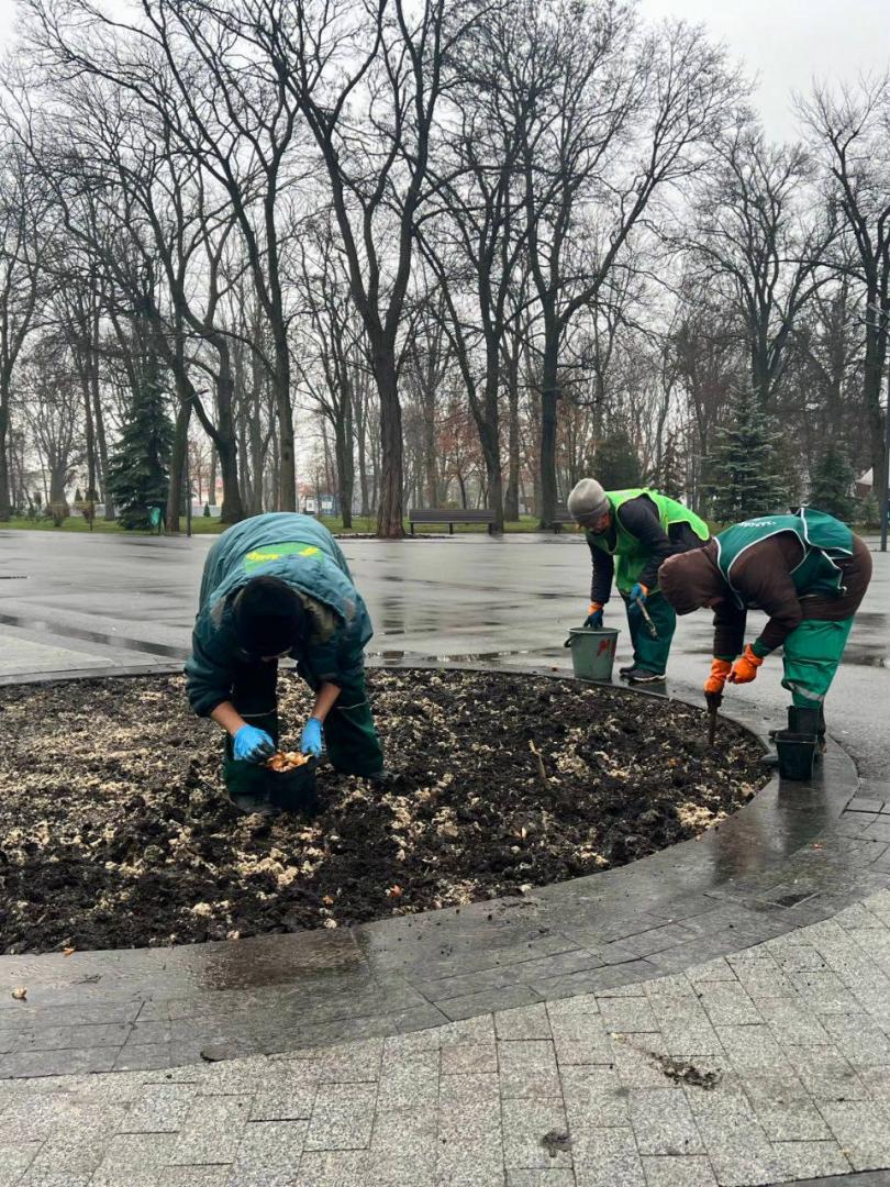 В Молодежном парке началась высадка цветников